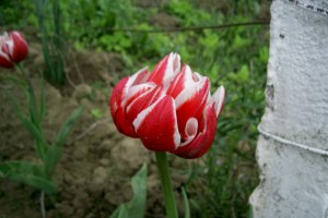 Gustare rustica