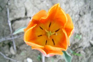Gustare rustica