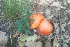 Placinte in aluat fraged cu pui, ciuperci de padure si ierburi de gradina