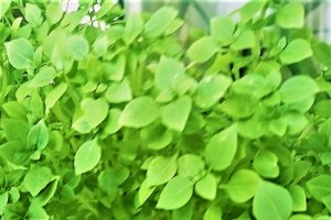  Pulpa  de miel cu oregano si cartofi -1200