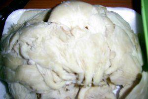 Pleurotus pane