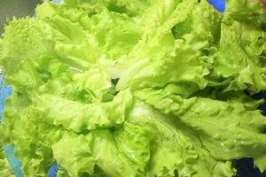 Salata cu calamar