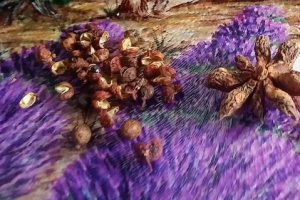 Piept de rata cu pepene galben