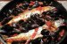 Macrou proaspat cu scoici, chorizo si rosii-6