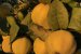 Desert placinta taraneasca cu gutui-4