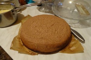 Desert tort Leo