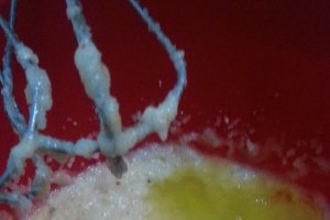 Desert pandispan cu merisoare si coaja de clementine