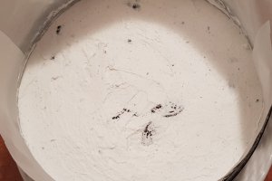 Oreo Cheesecake