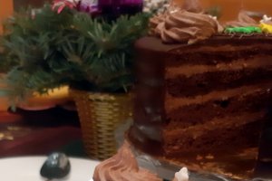 Desert tort amandina