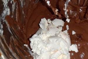 Desert tort amandina