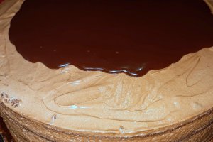 Desert tort amandina