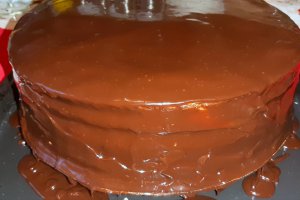 Desert tort amandina