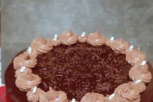 Desert tort amandina