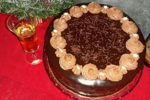 Desert tort amandina