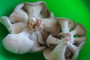 Ciorba cu ciuperci pleurotus si smantana