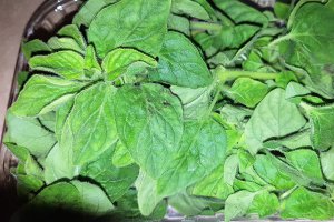 Snitel de curcan cu pesto si mustar