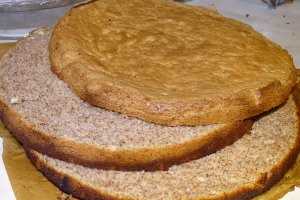 Desert tort Familia