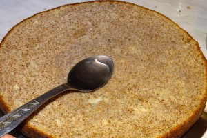 Desert tort Familia