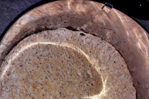 Desert tort egiptean