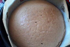Desert tort Tanu-Motanu