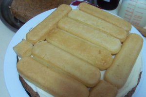 Desert tort Tanu-Motanu