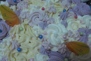 Desert tort Tanu-Motanu