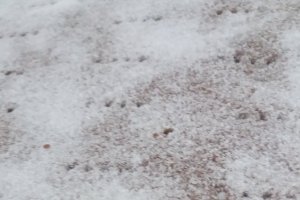 Desert budincuta in foi fragede