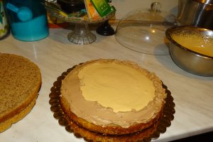 Desert tort M