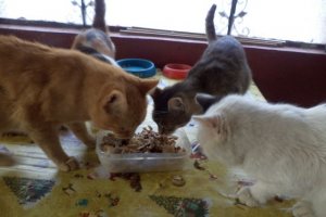 Ciorba de inimi si pipote