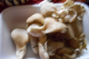 Ciuperci pleurotus pane