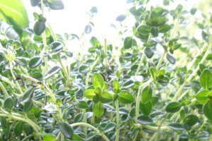 Ciorba de ardei umpluti cu carne de vacuta