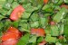 Salata de leurda cu rosii-6