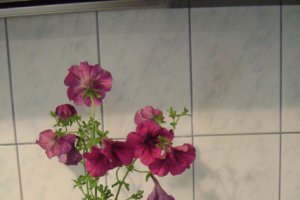 Prajitura "Duet de fructe"