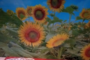Briose cu fructe de padure si ciocolata alba