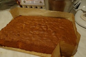 Desert Amandina by Gaby
