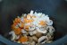 Pulpe de rata cu ciuperci brune si smantana la Multicooker Crock-Pot Express cu gatire sub presiune-1