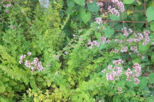 Scoici cu taitei de orez si oregano