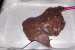 Desert prajitura cu ciocolata si Mars-6