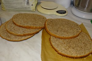 Desert tort Toni