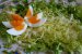 Salata Floare de nufar, cu oua, ton si branza cu mucegai-5