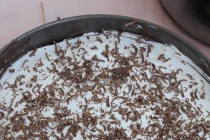 Desert tort Kinder fara coacere
