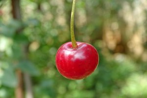 Sirop de visine