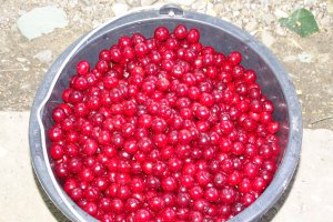 Sirop de visine