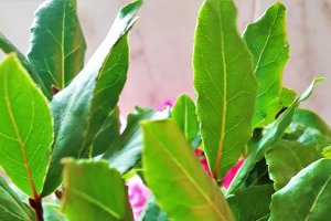 Ciorba de fasole verde cu afumatura la slow Crock Pot