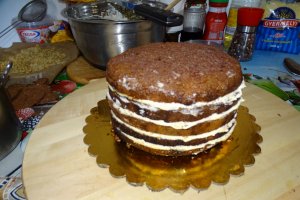 Desert tort Paul