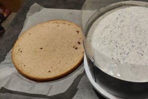 Desert tort Violet
