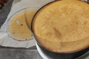 Desert tort Violet