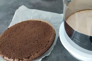 Desert tort Violet