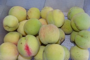 Piure de piersici galbene (pentru creme, mousse-uri si alte dichisuri)