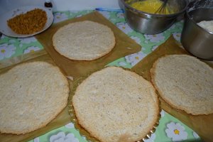 Desert tort Egiptean, varianta Miha